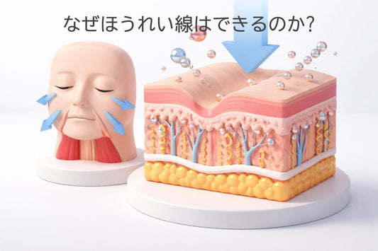 なぜほうれい線はできるのか|原因と肌のメカニズムを徹底解説